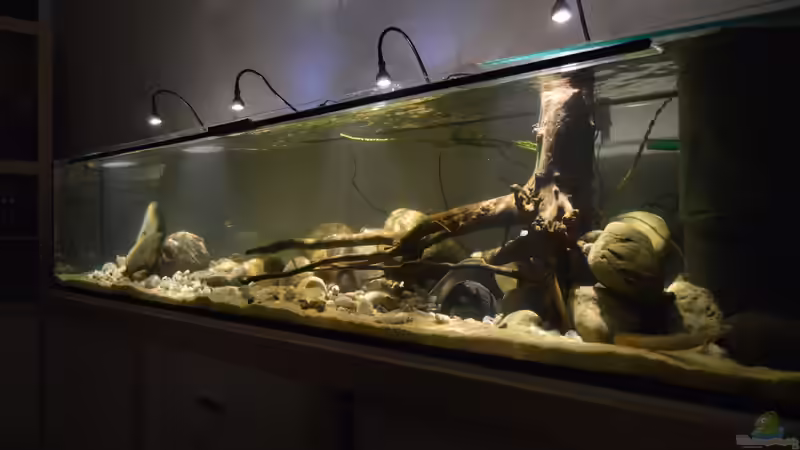 Aquarium Kongo-River von David Breuers (8)