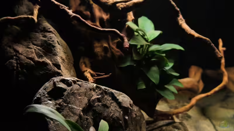 Aquarium Kongo River von Mario Köppl (10)