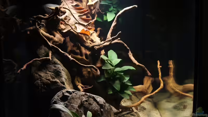 Aquarium Kongo River von Mario Köppl (11)