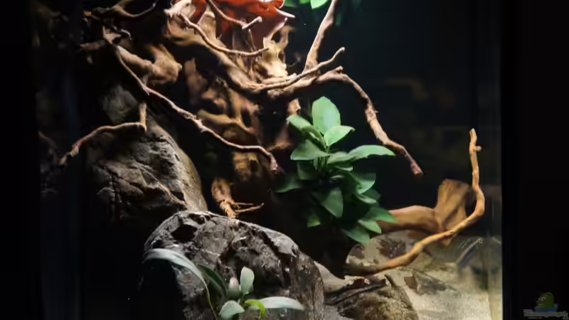 Aquarium Kongo River von Mario Köppl (2)