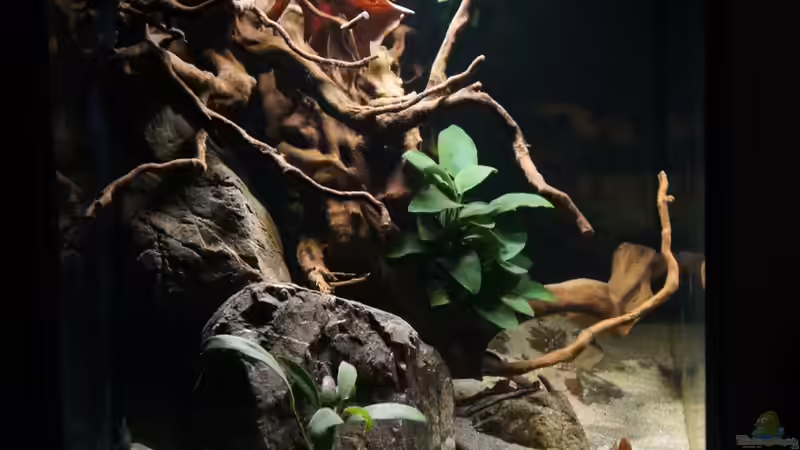 Aquarium Kongo River von Mario Köppl (3)