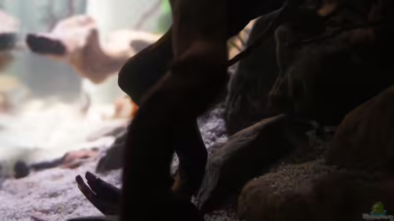 Aquarium Kongo River von Mario Köppl (5)