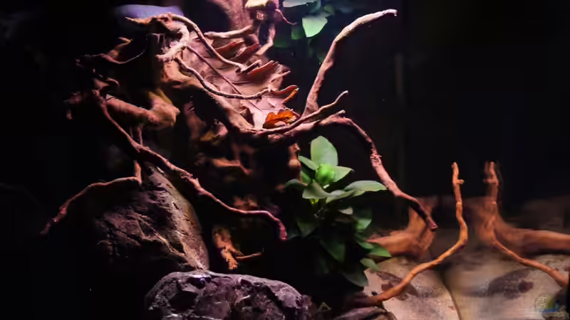 Aquarium Kongo River von Mario Köppl (7)