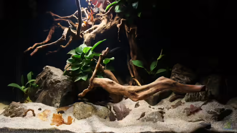 Aquarium Kongo River von Mario Köppl (8)