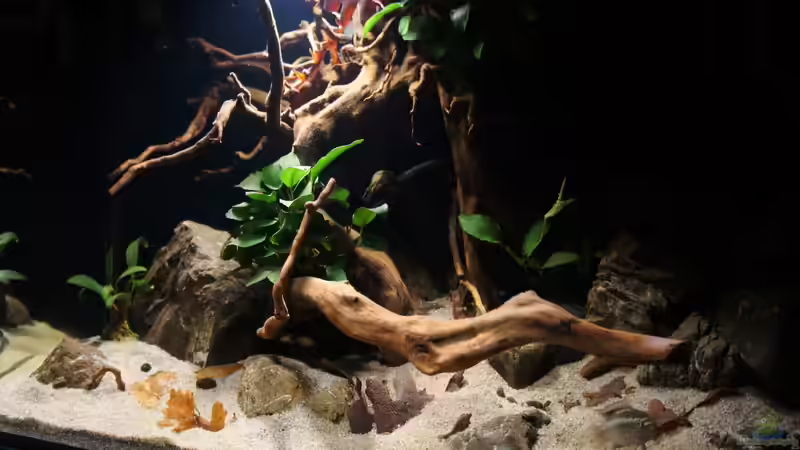 Aquarium Kongo River von Mario Köppl (9)