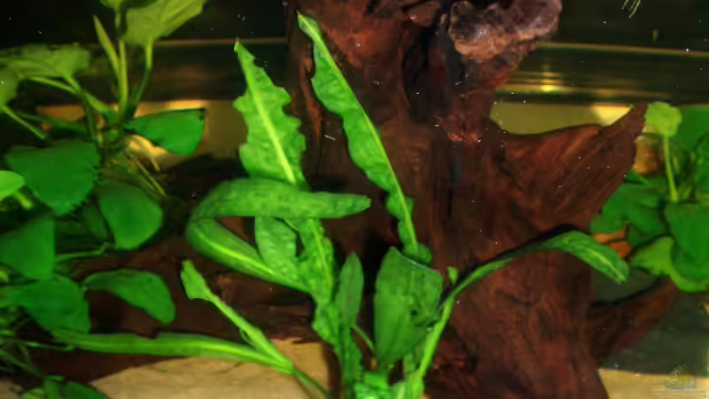 Aquarium Krabbelstube von Der Engländer (2)