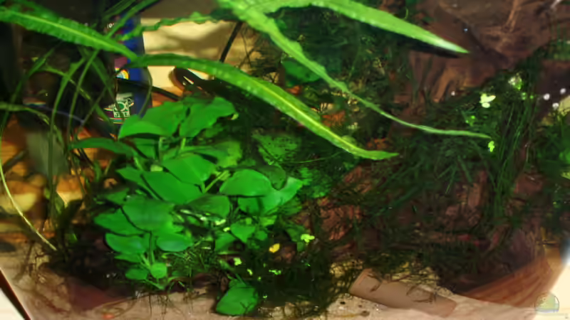 Aquarium Krabbelstube von Der Engländer (4)