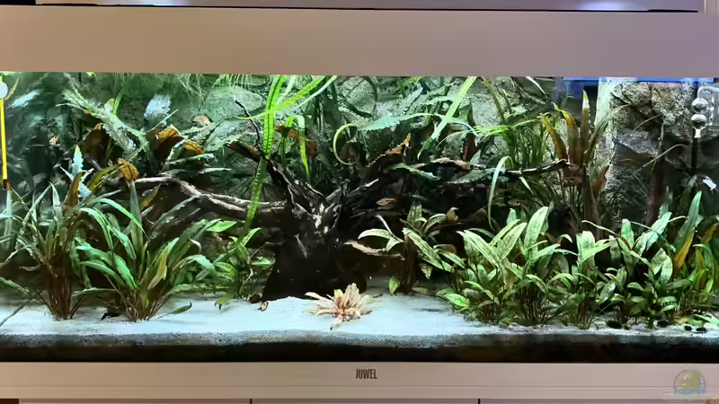 Aquarium Krabi-Thailand Becken von bluezone (2)