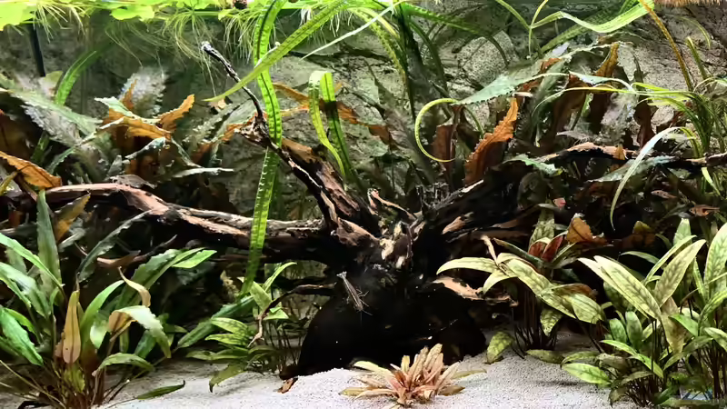 Aquarium Krabi-Thailand Becken von bluezone (3)