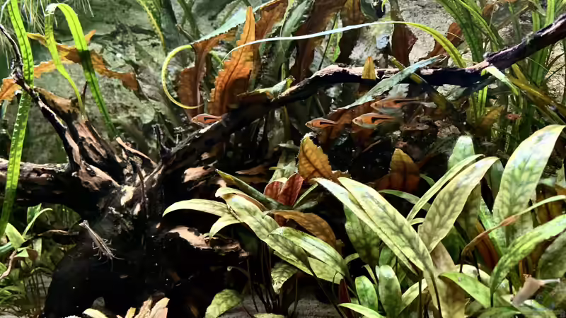 Aquarium Krabi-Thailand Becken von bluezone (4)