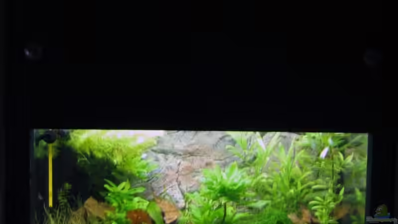 Aquarium Krebsbecken von Aquarium-Bochum (11)