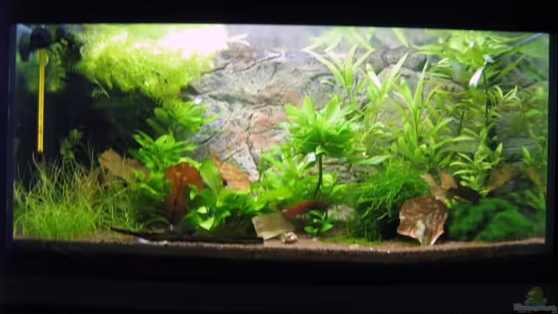 Aquarium Krebsbecken von Aquarium-Bochum (12)