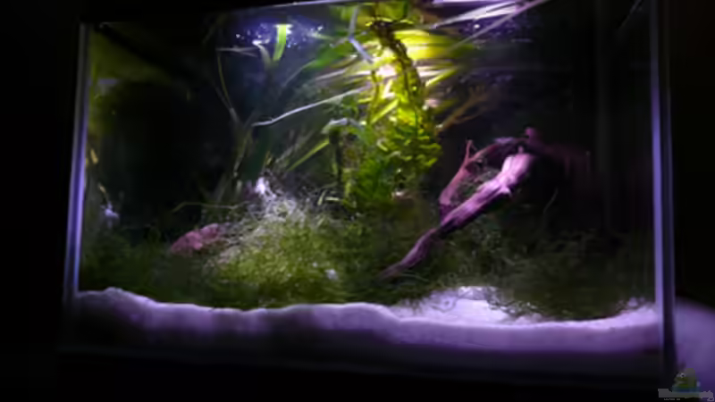 Aquarium Krebse Aufzucht II von Cichlid Power (2)