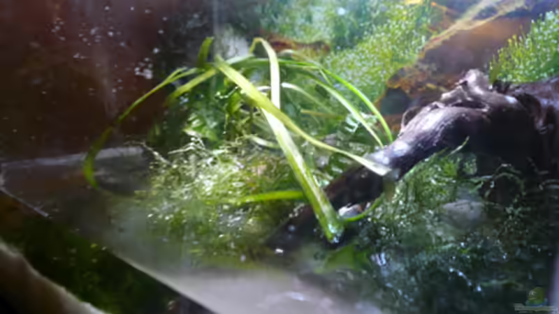 Aquarium Krebse Aufzucht II von Cichlid Power (4)