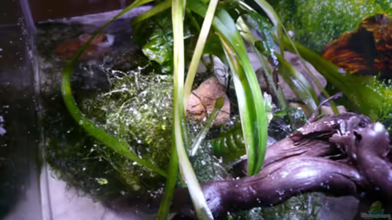 Aquarium Krebse Aufzucht II von Cichlid Power (5)