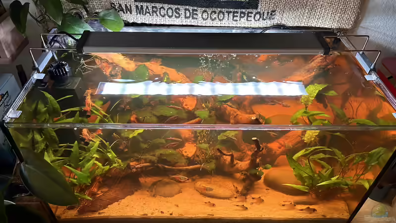 Aquarium Küchen-Aquarium von Thilo (2)