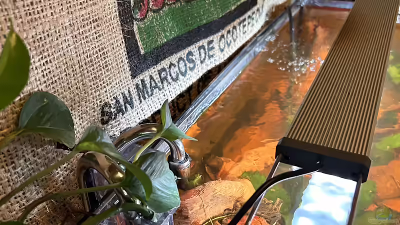 Aquarium Küchen-Aquarium von Thilo (3)