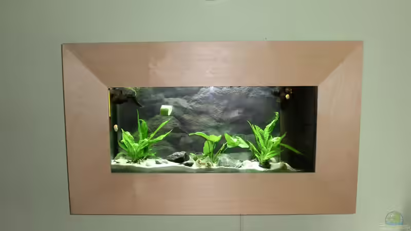 Aquarium Küchen Flatscreen Wandaquarium aufgelöst von The BugZ (2)