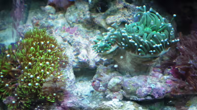 Aquarium küchen nano von muchta (2)