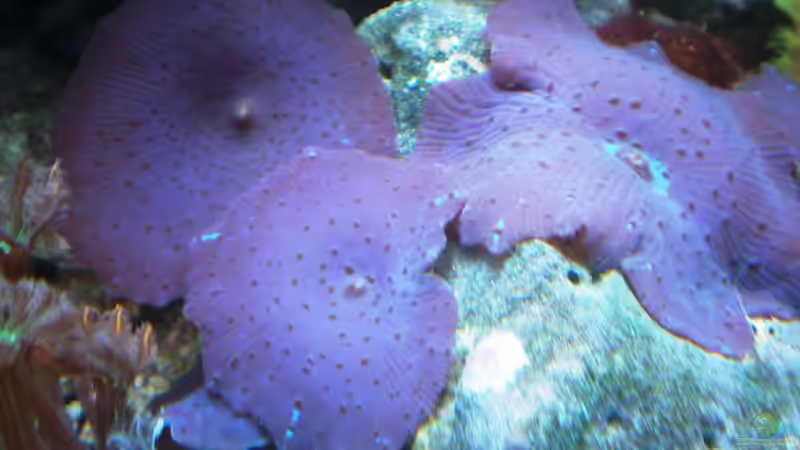 Aquarium küchen nano von muchta (4)