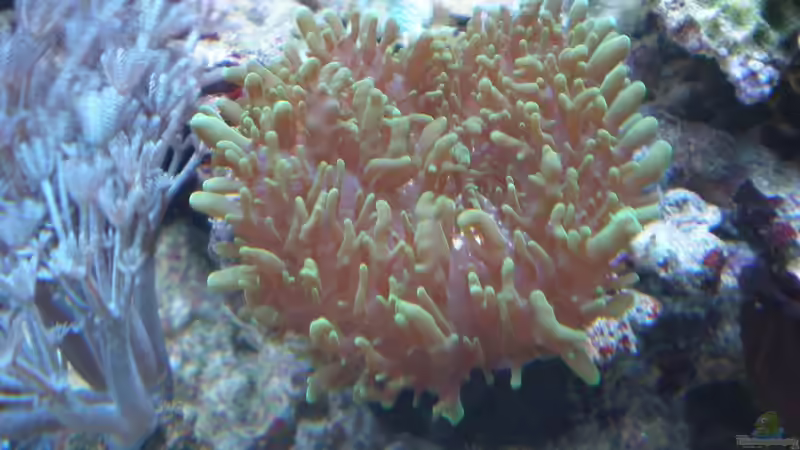 Aquarium küchen nano von muchta (5)