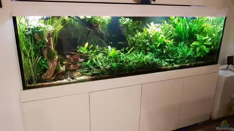 Aquarium Küchenseite von Klaus R (19)