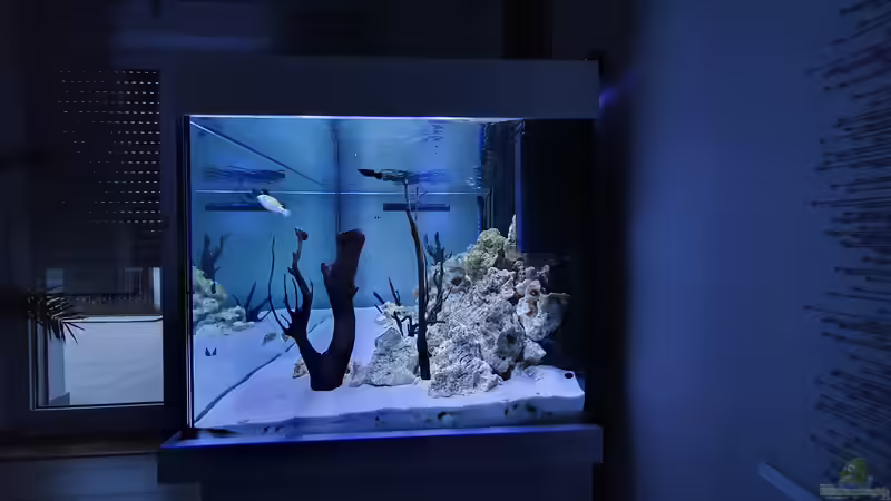 Aquarium Kugelfisch Brackwasser von Benkolo (9)