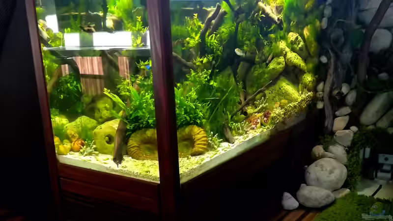 Aquarium Kugelfisch-Oase von Bermuda 3eck (11)