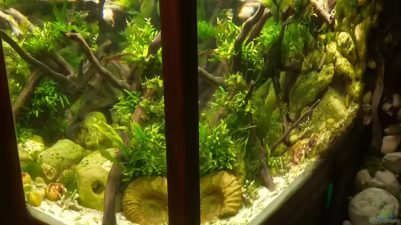 Aquarium Kugelfisch-Oase von Bermuda 3eck (5)