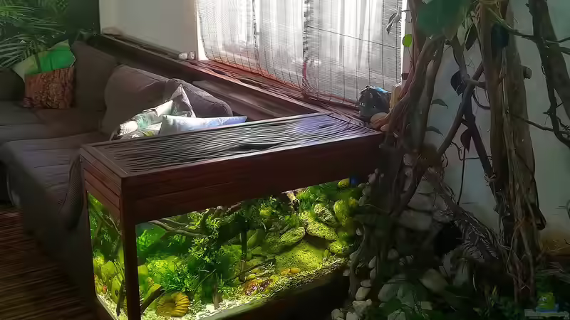 Aquarium Kugelfisch-Oase von Bermuda 3eck (7)