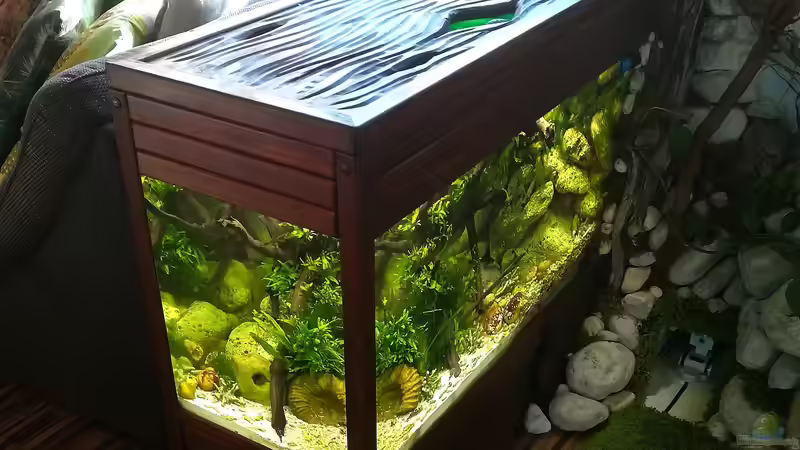 Aquarium Kugelfisch-Oase von Bermuda 3eck (9)