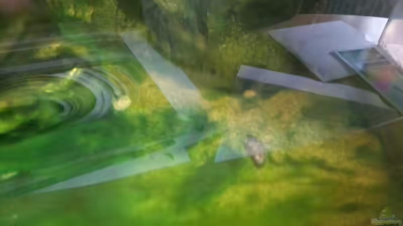 Aquarium Kunterbuntes Kampffischbecken von Pascal Quellbrunn (4)