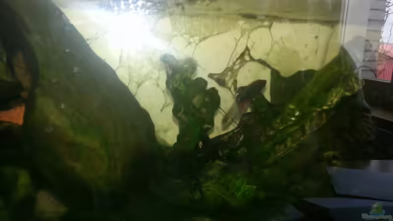 Aquarium Kunterbuntes Kampffischbecken von Pascal Quellbrunn (6)