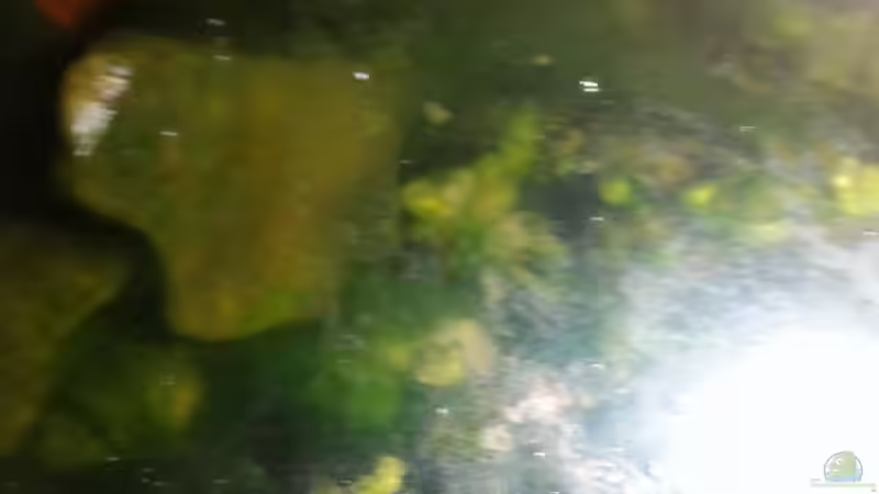 Aquarium Kunterbuntes Kampffischbecken von Pascal Quellbrunn (7)