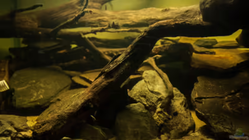 Aquarium L 201 von Cichlid Power (2)