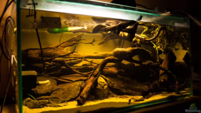 Aquarium L 201 von Cichlid Power (4)