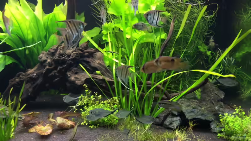 Aquarium L46 ...and friends ;-) von Princess Nala (2)