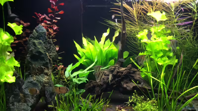 Aquarium L46 ...and friends ;-) von Princess Nala (3)