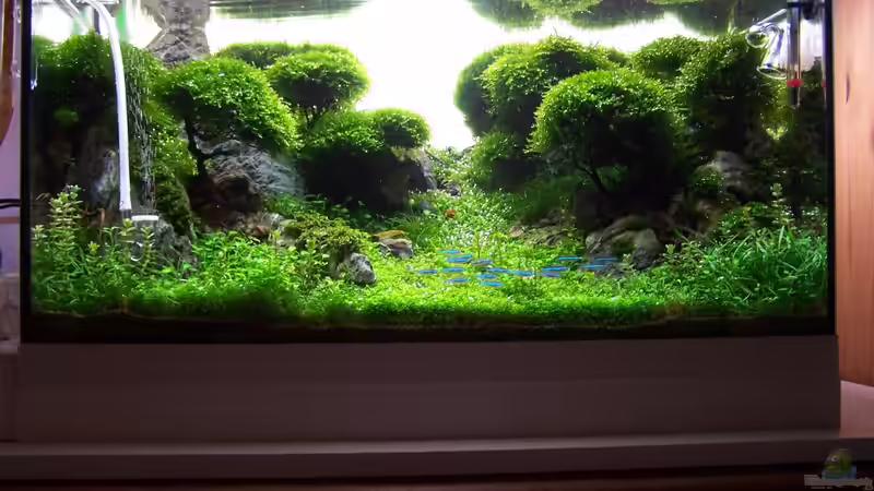 Aquarium Lady Liquid von Fredo Fuss (7)