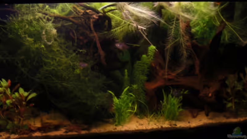 Aquarium Laetacara Domizil von Sebastian Ogorek (3)