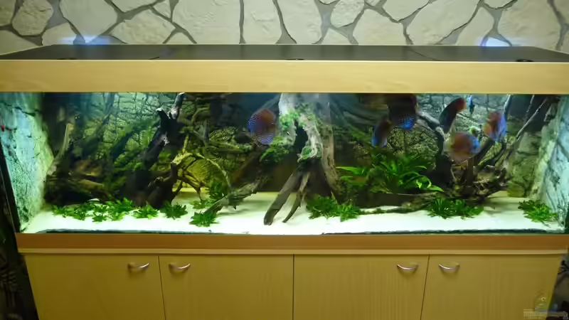 Aquarium Lago Pampo (aufgelöst) von carkl (8)