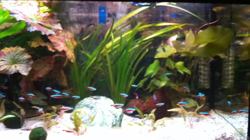 Aquarium Laguna Conococha von Matze M. (4)