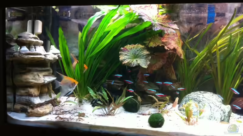 Aquarium Laguna Conococha von Matze M. (5)