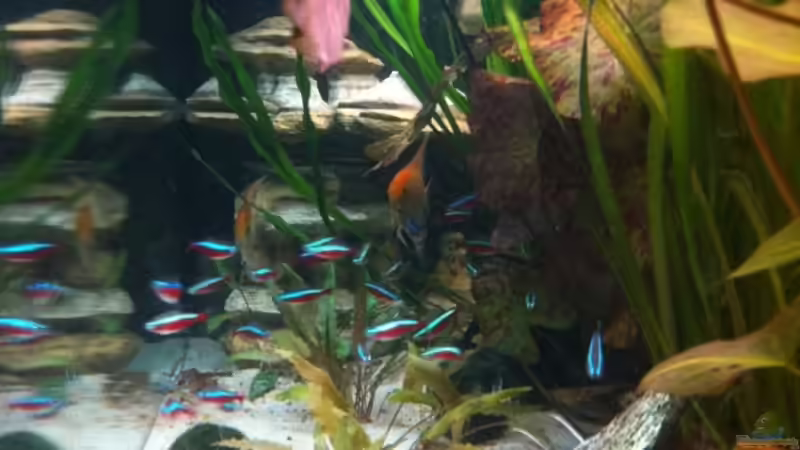 Aquarium Laguna Conococha von Matze M. (6)