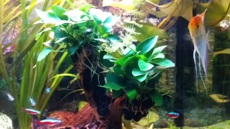 Aquarium Laguna Conococha von Matze M. (7)