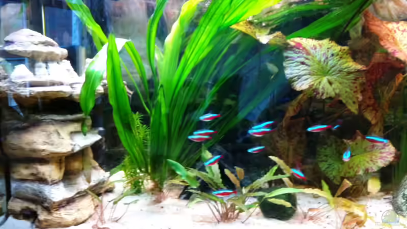 Aquarium Laguna Conococha von Matze M. (8)