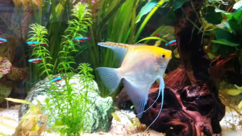 Aquarium Laguna Conococha von Matze M. (9)