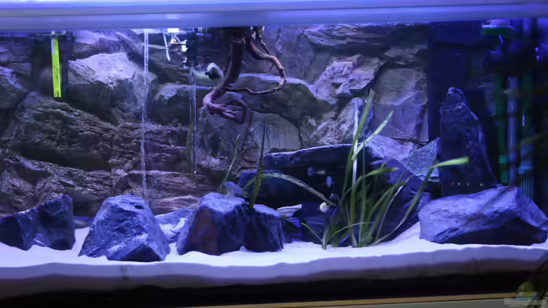 Aquarium Lake Malawi 2.0 von skipper1202 (2)