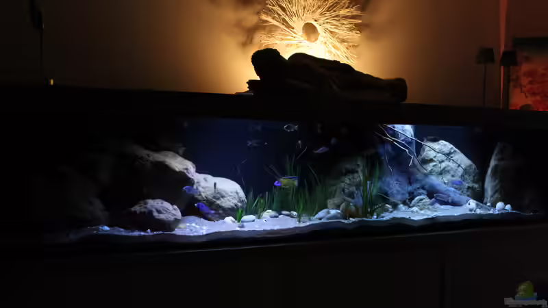 Aquarium Lake Malawi 3.0 - Sandzone von Florian Bandhauer (11)