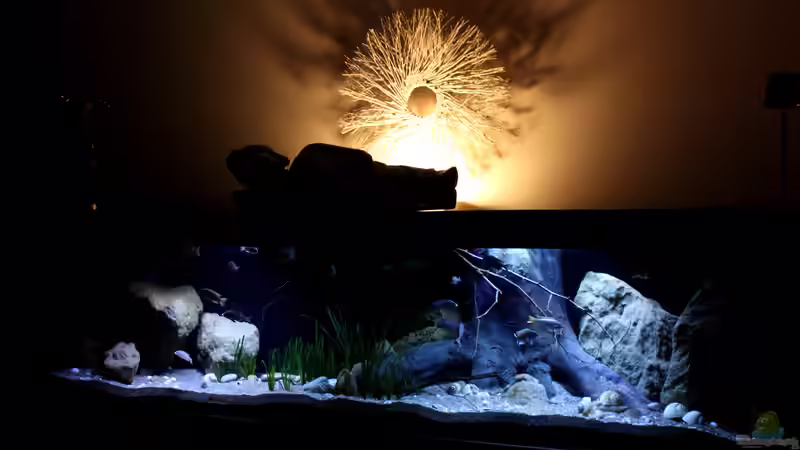 Aquarium Lake Malawi 3.0 - Sandzone von Florian Bandhauer (15)